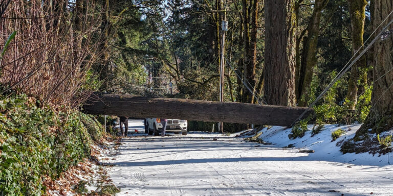 Дерево, которое упало на линию электропередач, ведущую в район, где живет Линус Торвальдс (Портленд, штат Орегон). На фото — не глушь или дальний пригород, а ближайшая агломерация Портленда. Город славится обилием зеленых насаждений, парков и лесов / © Linus Torvalds, social.kernel.org