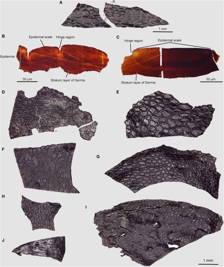 Изученные учеными кусочки кожи ранней рептилии в разных проекциях / © Current Biology