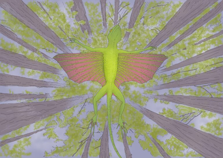 Летающая рептилия, обитавшая в Англии 200 миллионов лет назад. Художественная визуализация Kuehneosaurus / © Michael Cawthorne