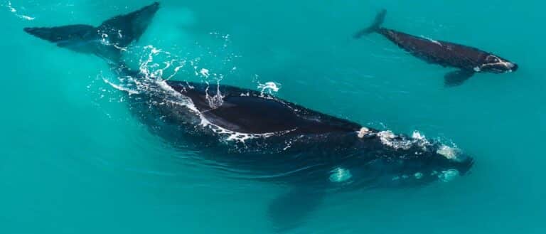 Самка южного гладкого кита с теленком / © Peter Chadwick