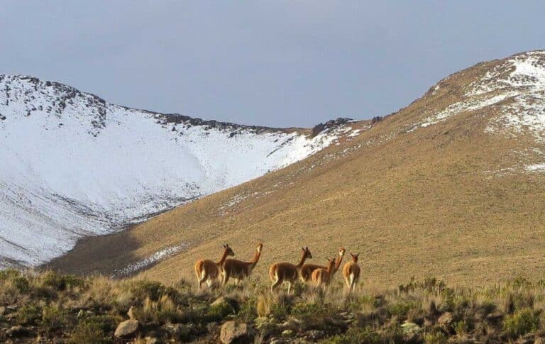 Ранее ученые считали, что викуньи составляли основу рациона андских охотников-собирателей / © Randall Haas
