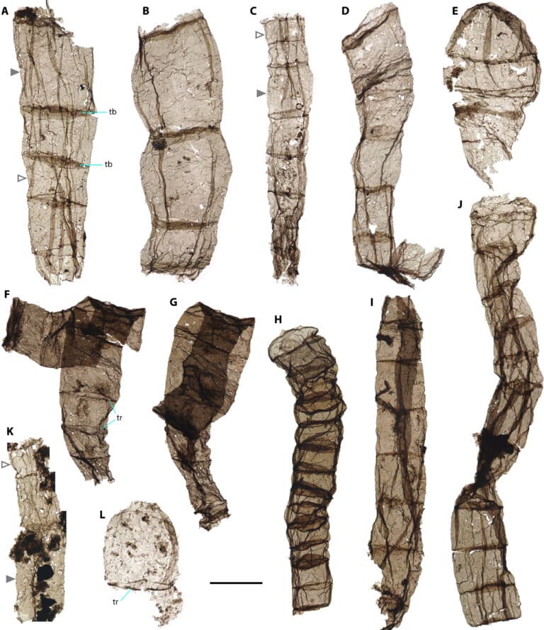 Микрофотографии найденных образцов Q. Magnifica / © Lanyun Miao et al.
