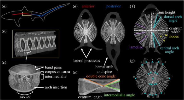 Макро- и микроструктура позвонков обыкновенной морской лисицы Alopias vulpinus / © J. L. Knaub et al., 2024