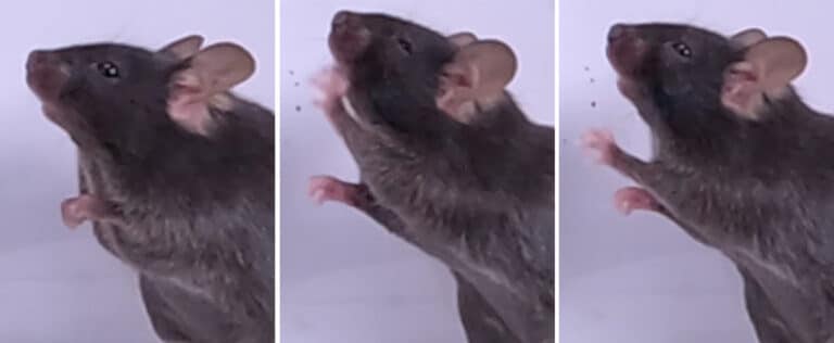 Мышь чихает после воздействия папаино-подобной протеазы (PLpro) SARS-CoV-2 / © Mali and Bautista / University of California, Berkeley