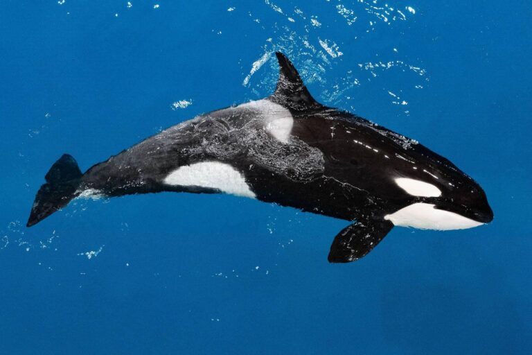 Косатка Ная / © Москвариум