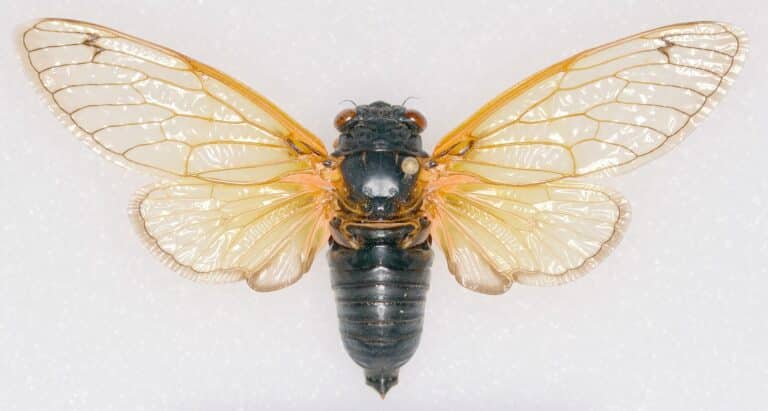 Исследователи объяснили массовый выход цикад математической моделью / © Raymond E. Goldstein et al.