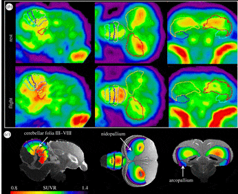ПЭТ головного мозга голубя, показывающие поглощение изотопа [18F]FDG, связанное с исходным состоянием покоя (вверху) и полетом (внизу). Более теплые цвета указывают на более высокие уровни поглощения изотопа и более высокие уровни мозговой активности. / © Amy Balanoff