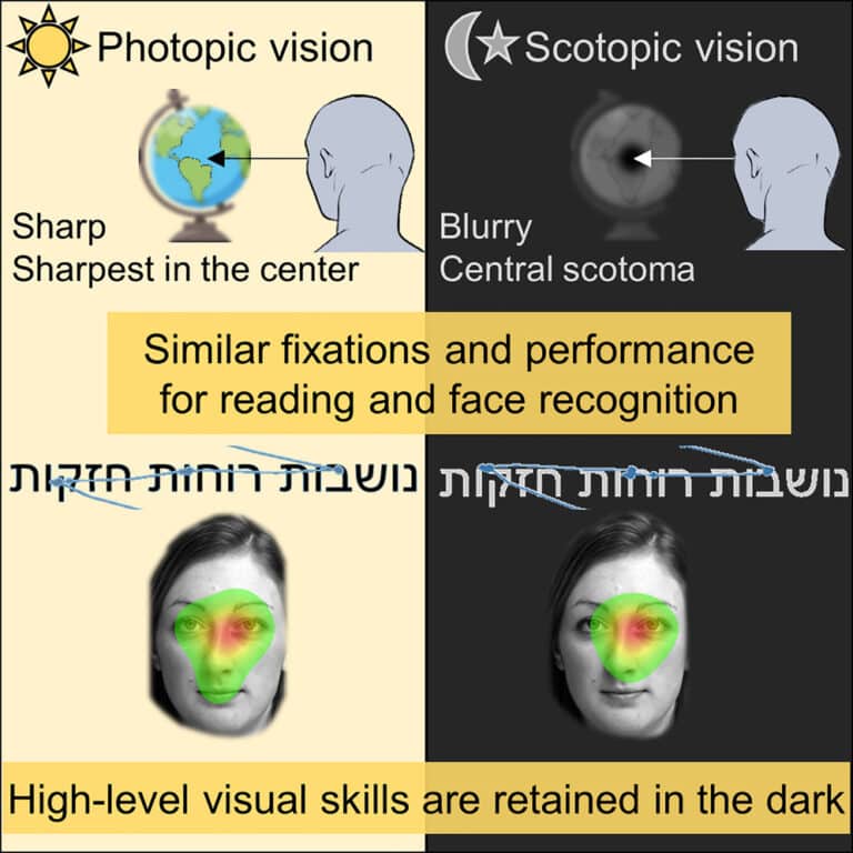 Ночное и дневное зрение сработали по одной и той же модели / © Ayelet McKyton et al.