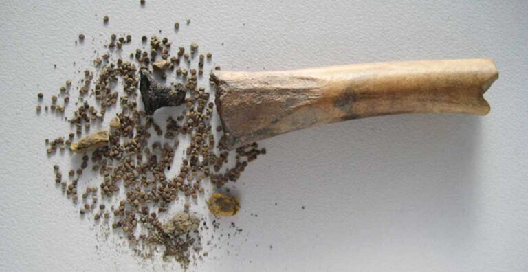 Семена белены черной и контейнер из выдолбленной кости / © Maaike Groot et al.