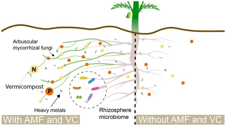 Нут бараний, арбускулярная микориза и вермикомпост в ризосфере / © Jessica A. Atkin et al.