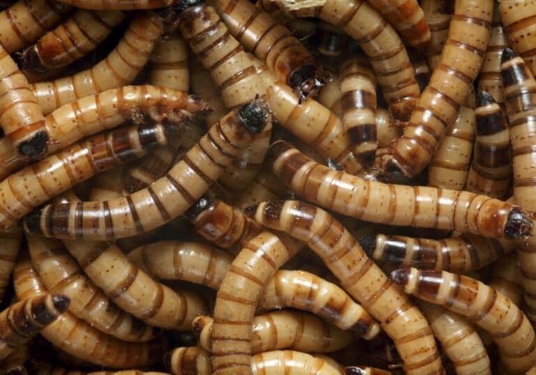 Zophobas atratus / Ⓒ The Scientist