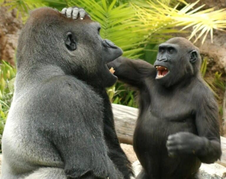 Пример игривого поддразнивания у горилл / © Max Block