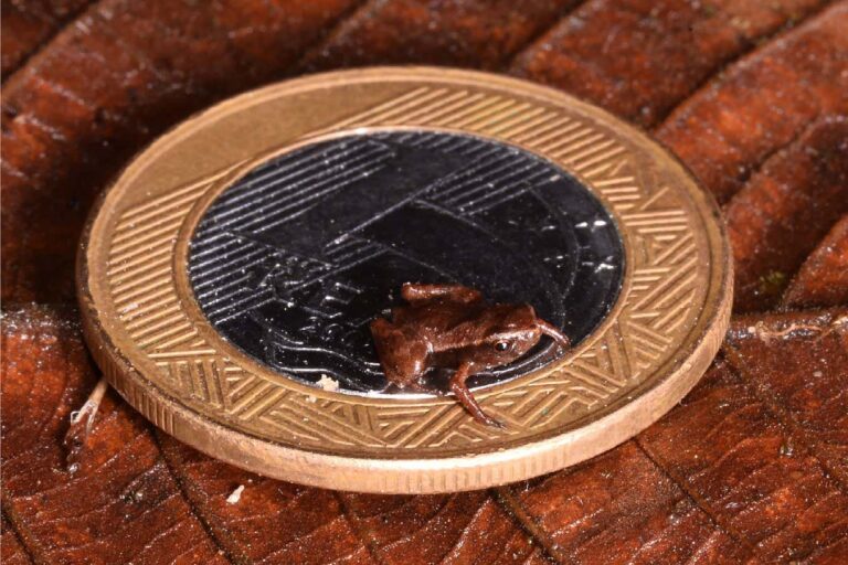 Brachycephalus pulex сидит на монете номиналом один бразильский реал, ее диаметр 27 миллиметров / © Renato Gaiga