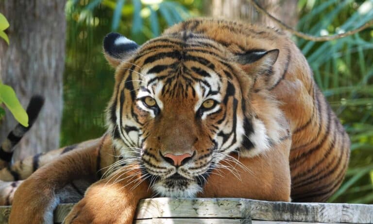 © Naples zoo / AFP / Getty Images