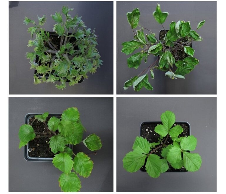 Земляника с различной формой листьев / © Zhongchi Liu Lab/University of Maryland