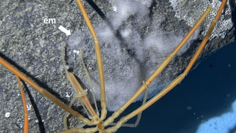 Арктический морской паук рядом с кладкой яиц. / R. Robbins