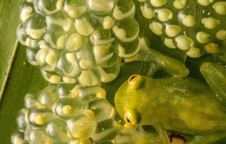 Самец сетчатой стеклянной лягушки (Hyalinobatrachium valerioi) ухаживает за кладками икринок / © Francesca Angiolani