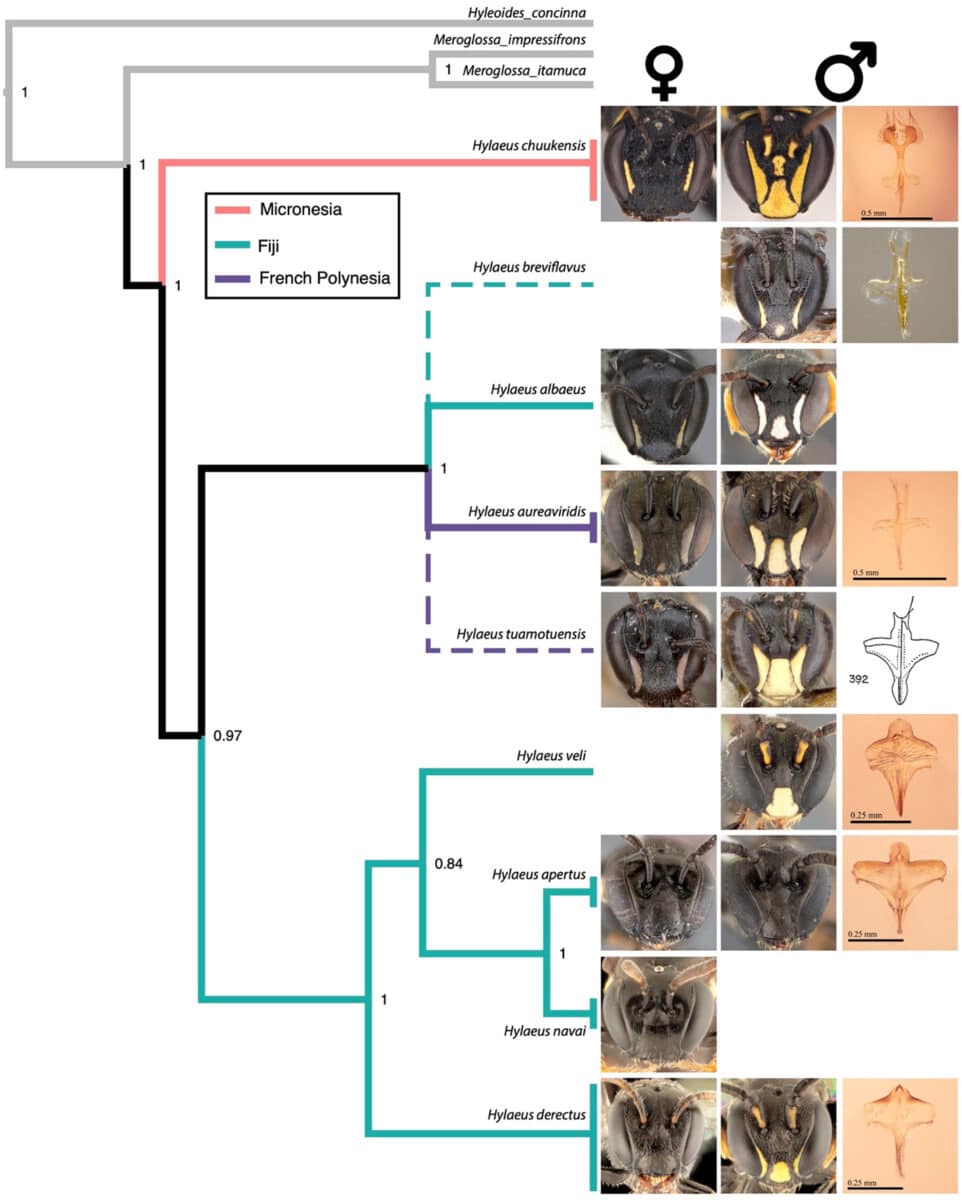 Филогения микронезийских (розовый), фиджийских (зеленый) и французских полинезийских (фиолетовый) пчёл рода Hylaeus / © James B. Dorey et al.
