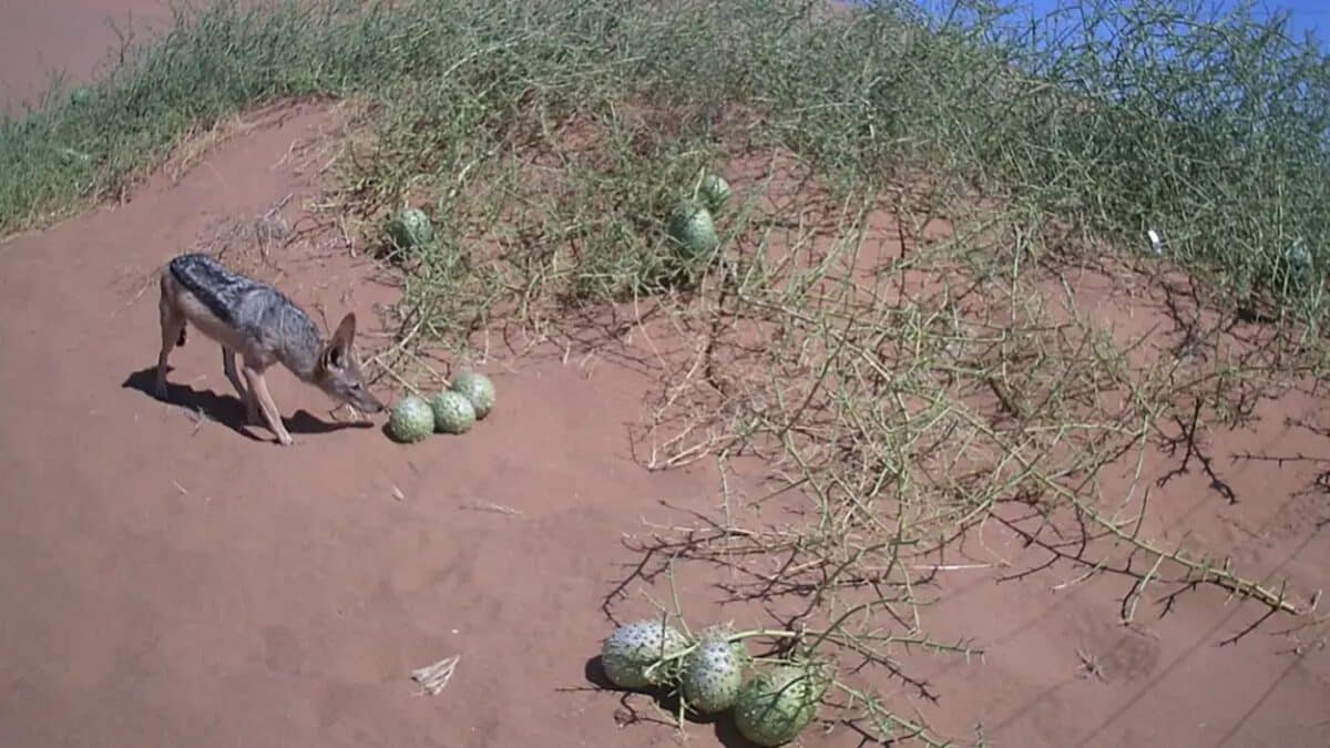 Чепрачный шакал нюхает плод норы / © Saima Shikesho