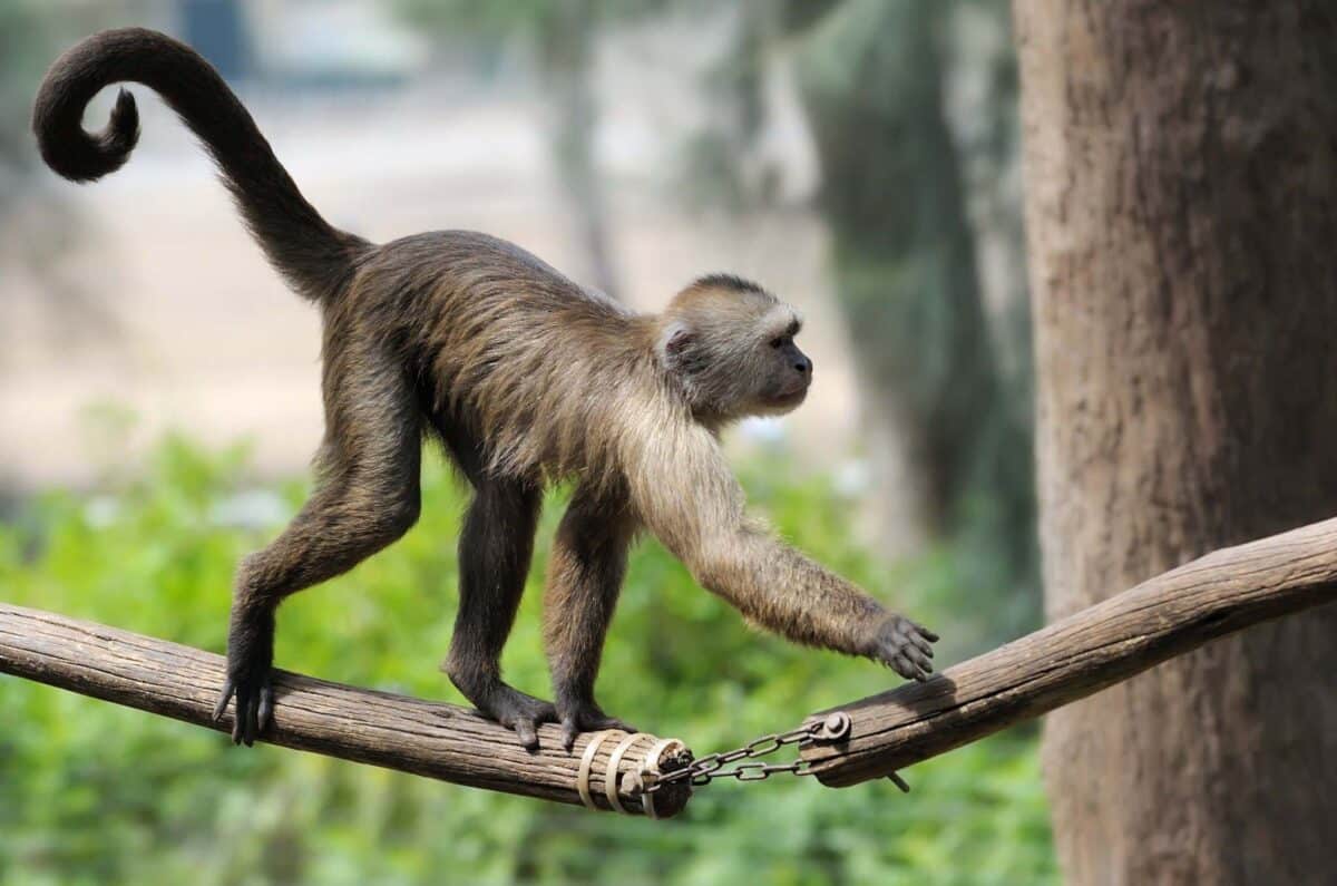 Генетики узнали, как наши предки потеряли хвосты / © Getty images