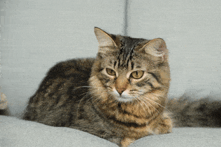 Почти в трети случаев участники исследования ошибочно истолковали знаки кошачьего неудовольствия / © Zarina Lukash / Getty Images