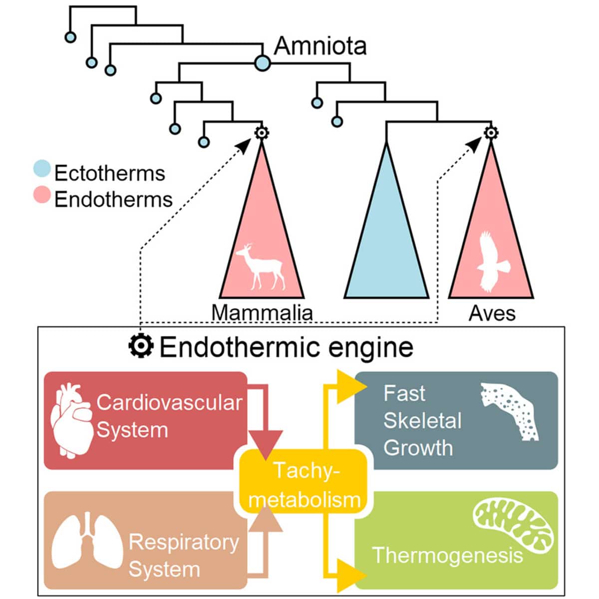 Устройство эндотермического механизма и упрощенная кладограмма амниот / Mathieu G. Faure-Brac et al.