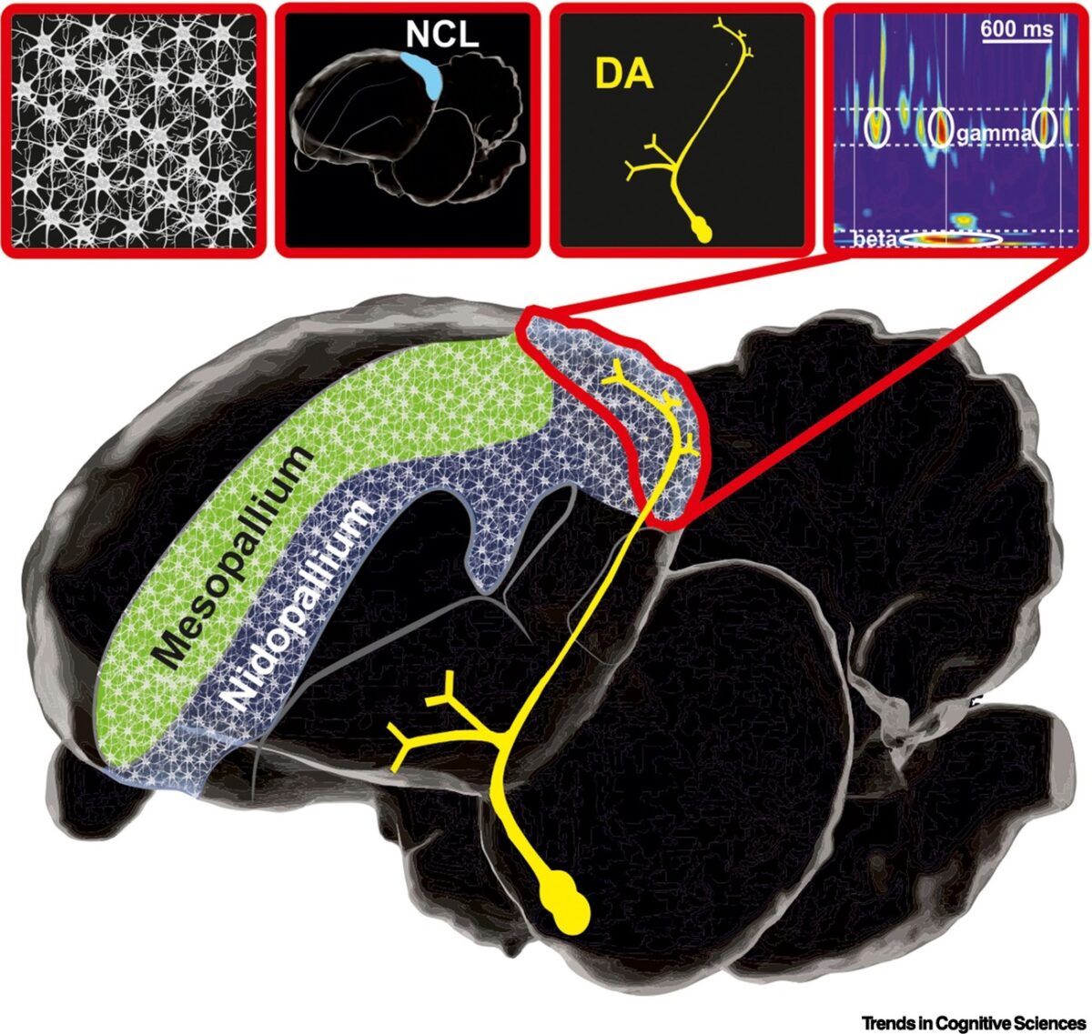 Нейронные особенности сложных когнитивных процессов в мозге птиц. 1. Большое количество ассоциативных нейронов; 2. Префронтальная область; 3. Плотная дофаминергическая иннервация ассоциативных областей; 4. Динамические нейрофизиологические основы рабочей памяти / © Onur Güntürkün et al.