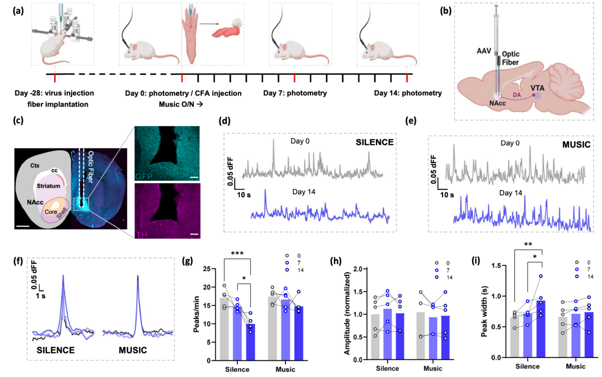 Оценка динамики выработки дофамина / © Montse Flores-García et al.