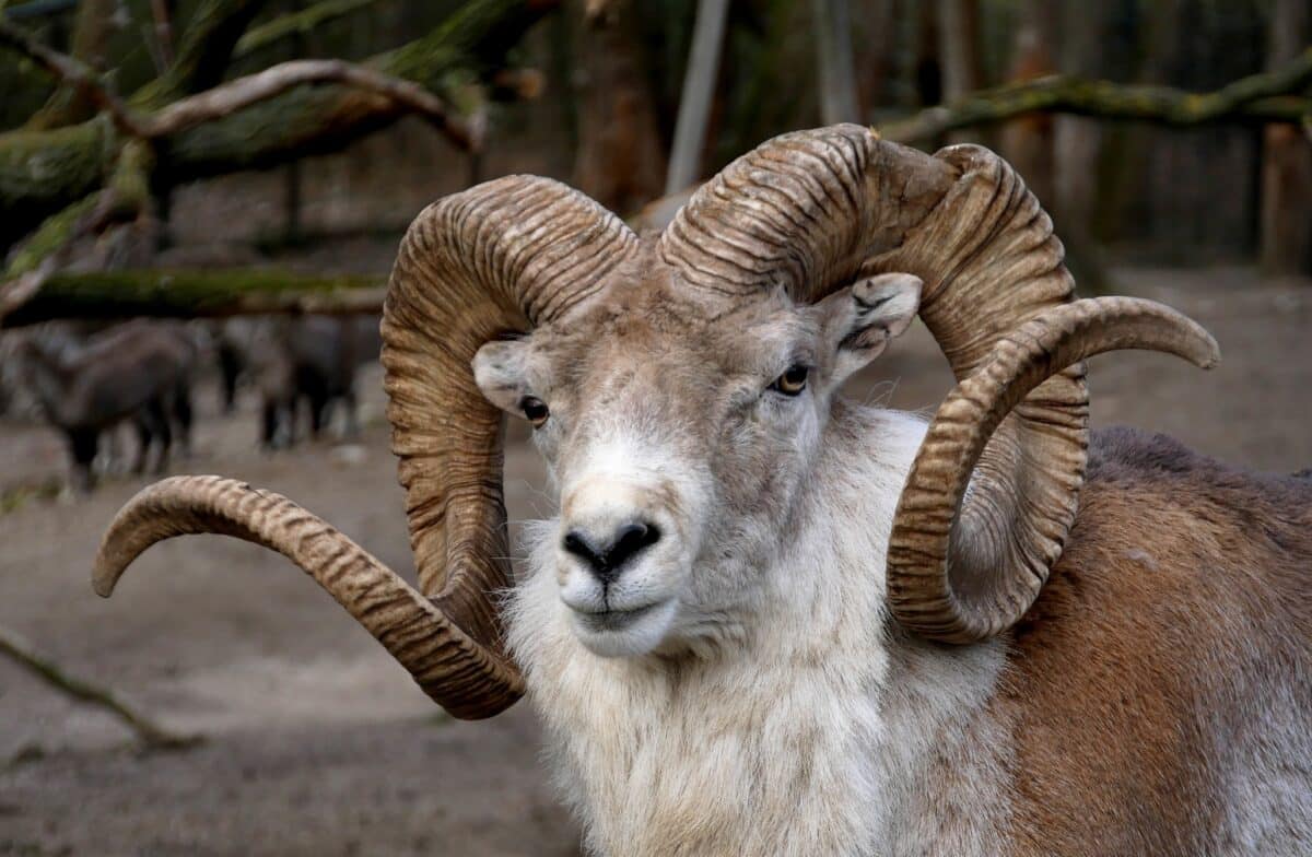 Баран Марко Поло (Ovis ammon polii) / © Klaus Rudloff, Berlin / biolib.cz