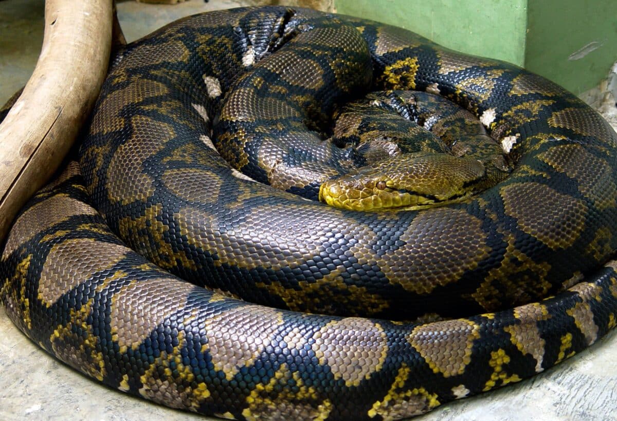 Cетчатый питон (Malayopython reticulatus) / © Wikimedia Commons