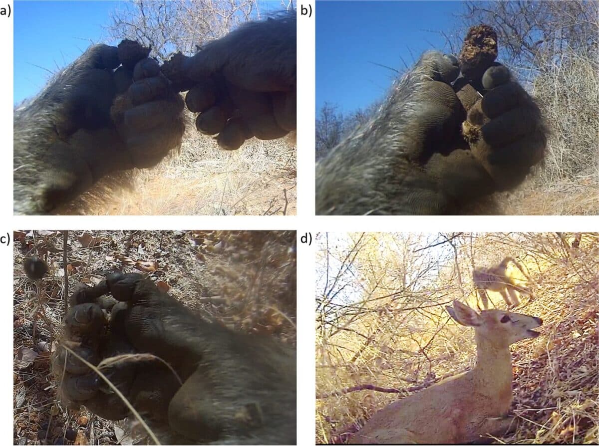 Примеры поедания павианами экскрементов антилоп (a, b, c); встреча павиана с антилопой-дукером / © Ben J. Walton et al.