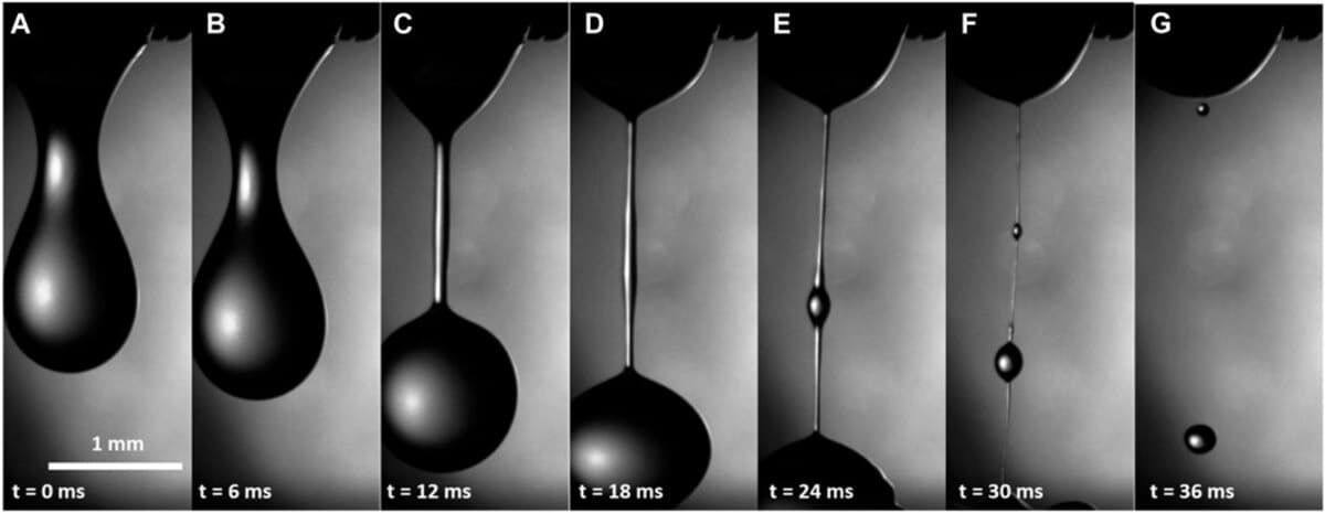 (A-G) Гемолимфа, вытекающая из раны гусеницы через 10-15 с после нанесения раны. Прямая нить в (D) указывает на то, что гемолимфа либо увеличила свою вязкость, либо стала вязкоупругой / © Pavel Aprelev et al.