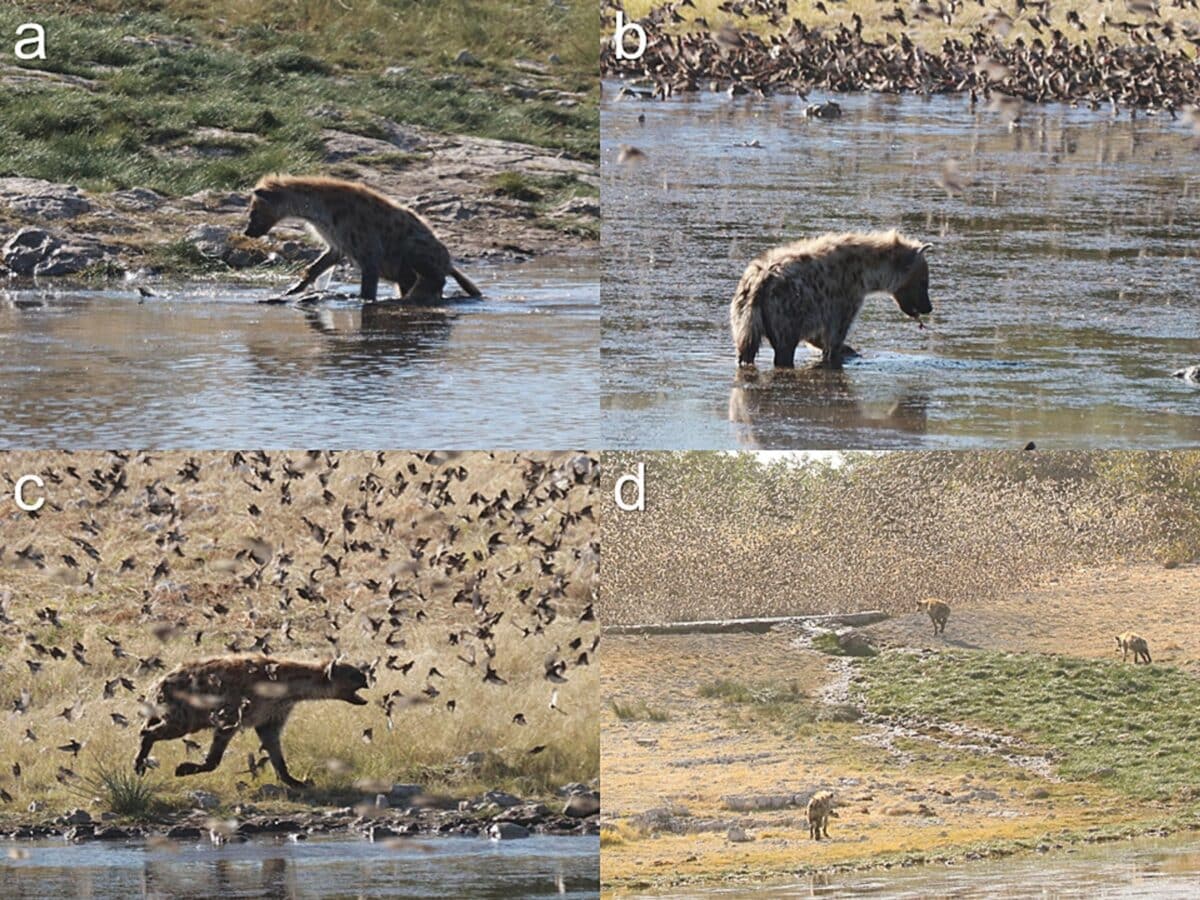 Хищничество пятнистых гиен (Crocuta crocuta) на красноклювых ткачей (Quelea quelea) в Национальном парке Этоша, Намибия. a) Гиена преследует упавшую в воду птицу; б) Гиена кормится птицей, попавшей в воду; в) Гиена бросается на стаю, пытаясь поймать птиц; г) Группа гиен приближается к водоему, чтобы поохотиться на птиц / © Ruben Portas and Miha Krofel.