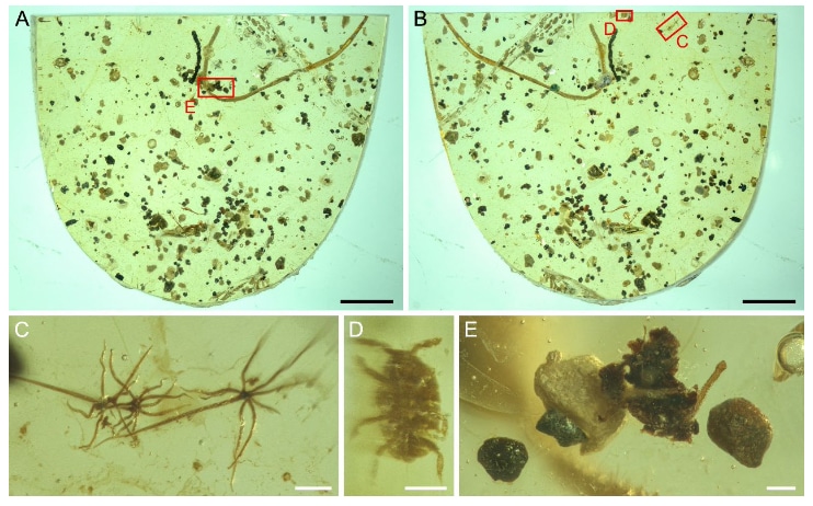 Кусок янтаря, содержащий фоссилию ленточного червя, трихомы (волоски) глейхении и нимфу щитовки / © NIGPAS