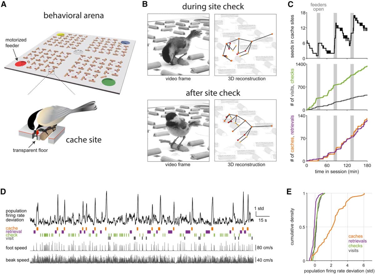 Нейронные записи у гаичек, прячущих пищу. (A) Схема поведенческой арены. (B) Слева: кадры с одной видеокамеры. Справа: 3D-реконструкция, показывающая 18 отслеживаемых ключевых точек у птицы. (C) Поведенческая сессия с тремя периодами. (D) Поведение и нейронная активность в течение ∼4 минут, когда кормушка была закрыта. (E) Отклонения скорости работы нейронов для четырех типов событий, измеренные путем усреднения значений в окне длительностью 1 секунда / © Selmaan N. Chettih et al.