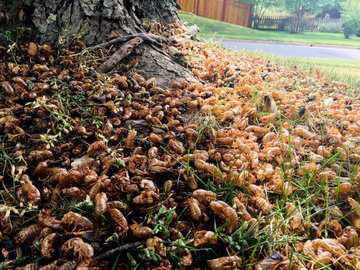 Нашествие периодических цикад / © Getty images