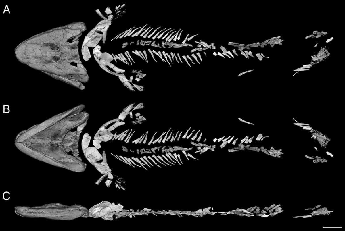 Объемная визуализация компьютерной микротомографии Tiktaalik roseae в (A) дорсальном, (B) вентральном и (C) левом латеральном ракурсах. Данные показывают ранее скрытые детали позвонков, ребер и брюшного плавника. Голова, которая была механически подготовлена и отсканирована отдельно, расположена здесь немного впереди ее сохранившегося положения, чтобы более четко показать грудной отдел. (Масштабная линейка — 5 сантиметров) / © Thomas A. Stewart et al.