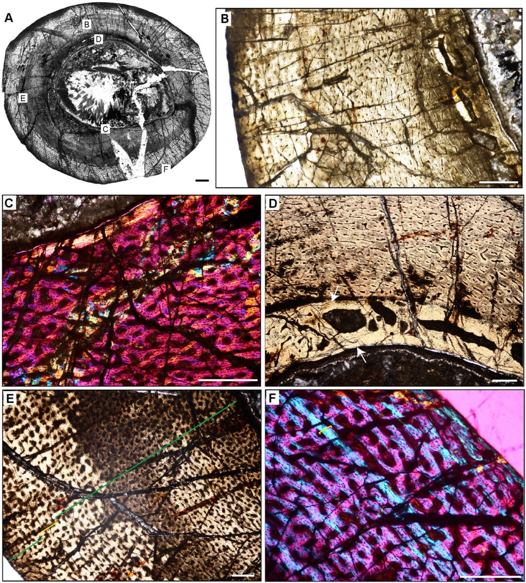 Гистология бедренной кости динозавра Eoraptor lunensis / © Kristina Curry Rogers et al.