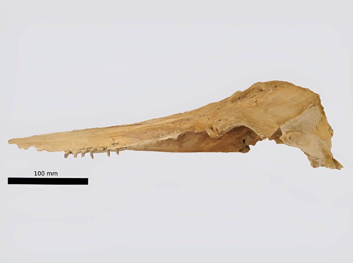 Череп ископаемого дельфина Aureia rerehua / © phys.org