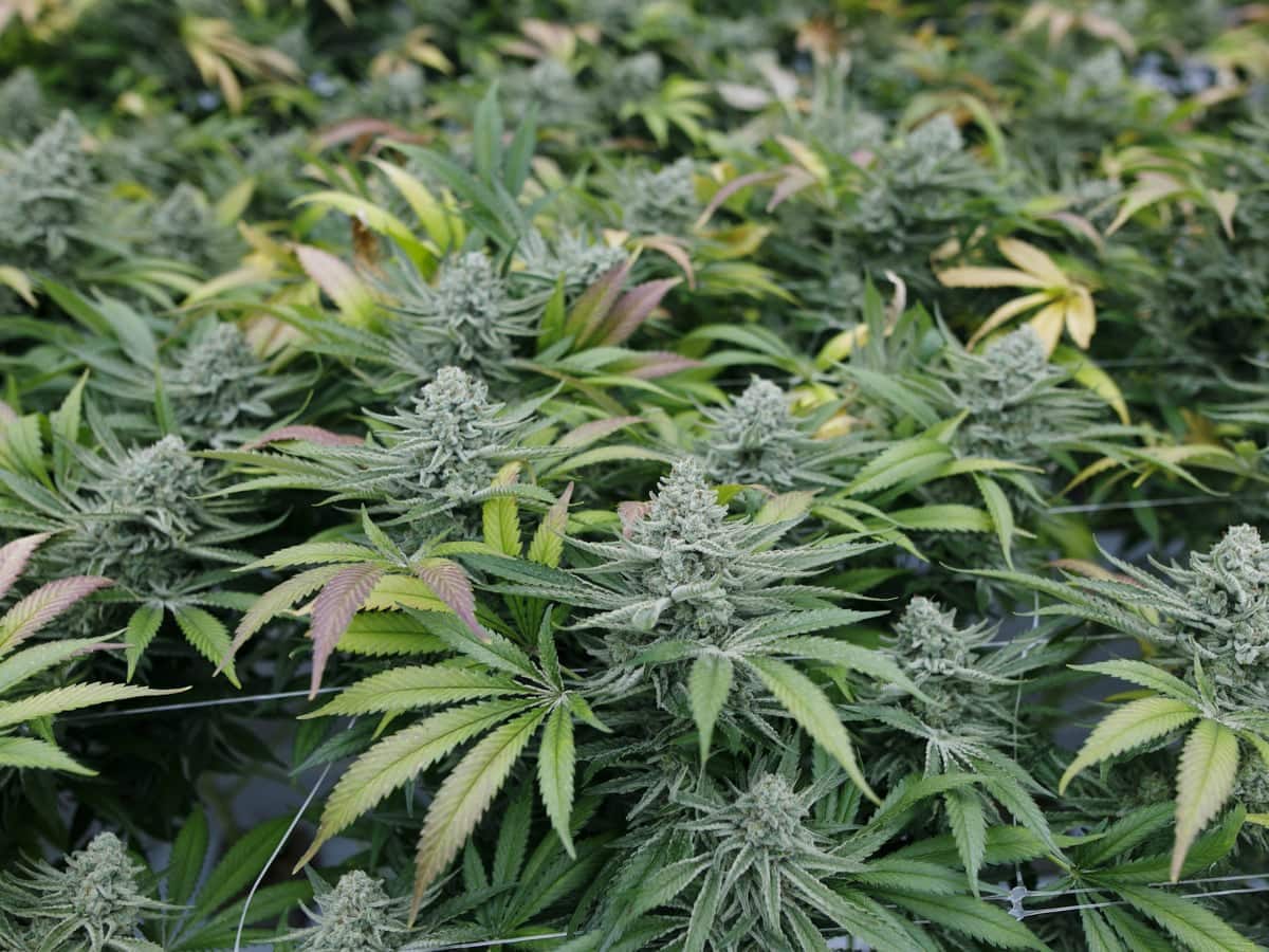 © Bloomberg / Getty Images