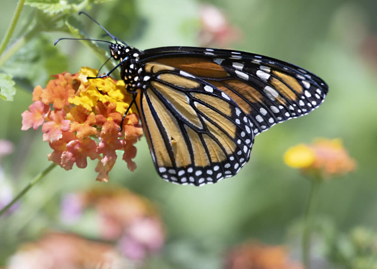 Бабочка-монарх / © Williamsburg Botanical Gardens Virginia, Flickr