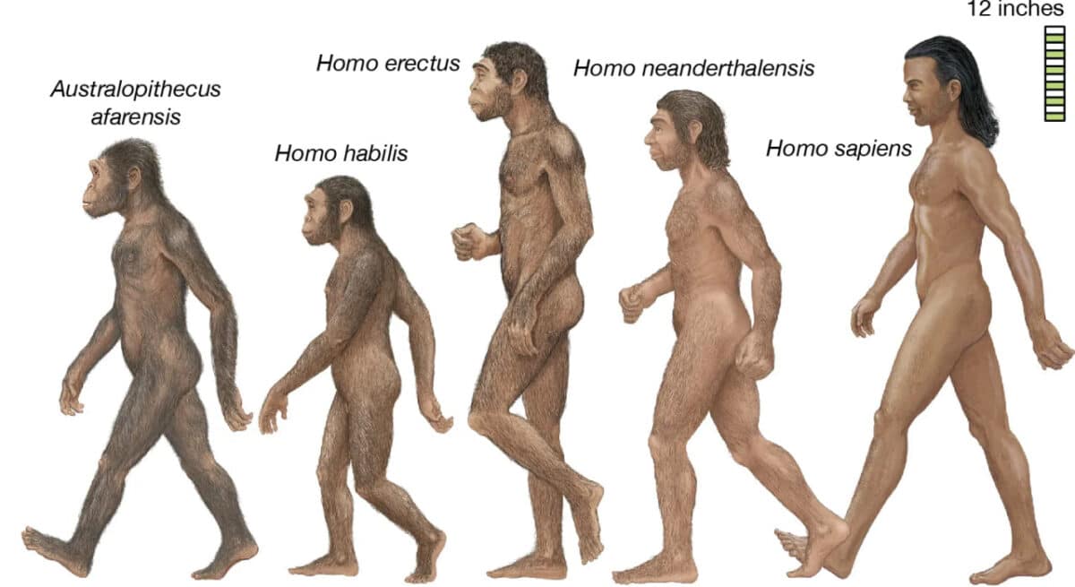 Ряд видов, затронутых в новой работе. Стоит отметить, что в связи с двуногостью австралопитеков и эректусов вероятность наличия у них густой шерсти околонулевая. Художники продолжают рисовать ее на самых древних видах в основном по привычке / © Encylopedia Britannica, Inc.