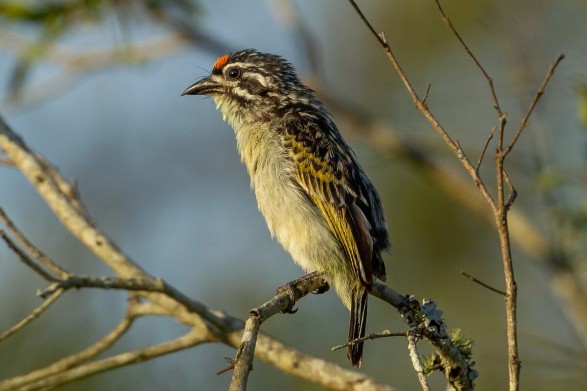Желтолобый медник в заповеднике Серингвельд, Южная Африка / © Alex Kirschel