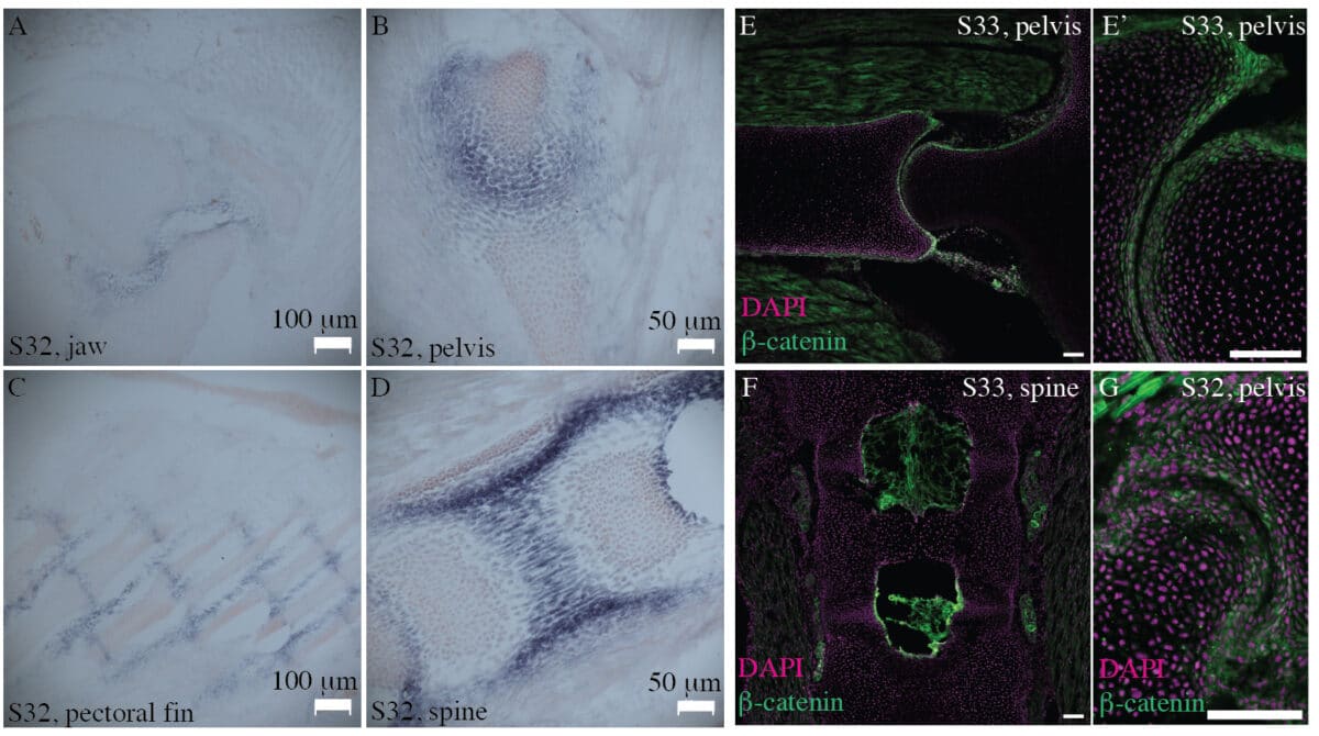 (А) Взаимодействия между смазывающими веществами в суставе, такими как гиалуронан, аггрекан и другие. (B-D) Окрашивание показывает наличие гликозаминогликанов в челюсти (B) и тазу (C) ежового ската, а также в хряще глотки морской миноги (D). (E) Хрящевой скелет морской миноги экспрессирует белок, связывающий протеогликаны. (F,F') В тазовом суставе молодого ската на суставных поверхностях экспрессируется аггрекан — протеогликан, характерный для синовиальных суставов. (G,G') CD44, гликопротеин клеточной поверхности и рецептор гиалуроновой кислоты, экспрессируется на суставных поверхностях и в подсуставных областях тазовых суставов молодого ската / © bioRxiv, Neelima Sharma et al.