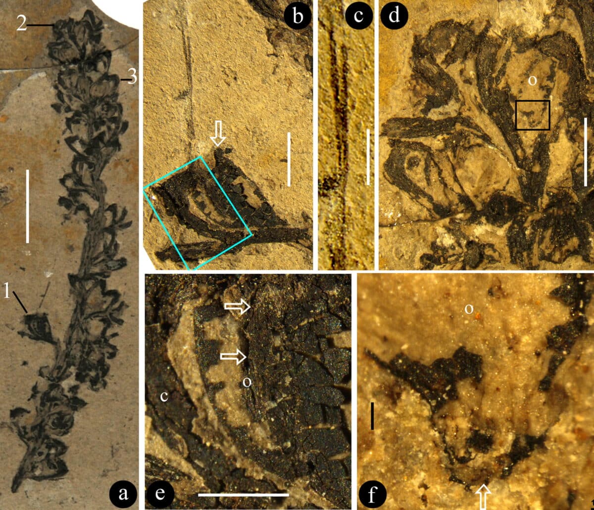 Paradoxa в деталях стереомикрофотографии. (a) Общий вид голотипа. (b) Детальный вид женского отдела 1 в (a); прямоугольная область подробно показана на рисунке 2d. (c) Детальный вид вершины апикального отростка в (b). (d) Детальный вид женской части 2 в (a) с яйцеклеткой (o) внутри. (e) Детальный вид женской части на рисунке (b), показывающий яйцеклетку (o) и ее оболочку (c). (f) Детальный вид прямоугольной области на рисунке (d), показывающий пыльцевход (стрелка) яйцеклетки (o) / © Palaeoworld, Wen-Zhe Liu et al.