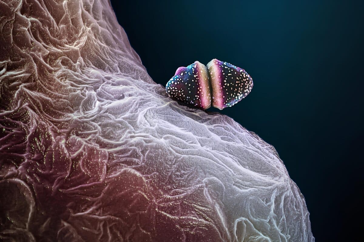 Микробиом человека состоит из триллионов микроскопических организмов, живущих внутри и на теле, включая вирусы, грибы, паразиты и бактерии, такие как Streptococcus pneumoniae / © Martin Oeggerli, Nat Geo Image Collection