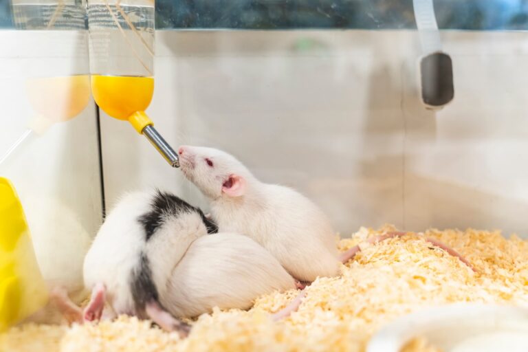 Лабораторные мыши у поилки / © Psychiatrist.com, Gerbil Water