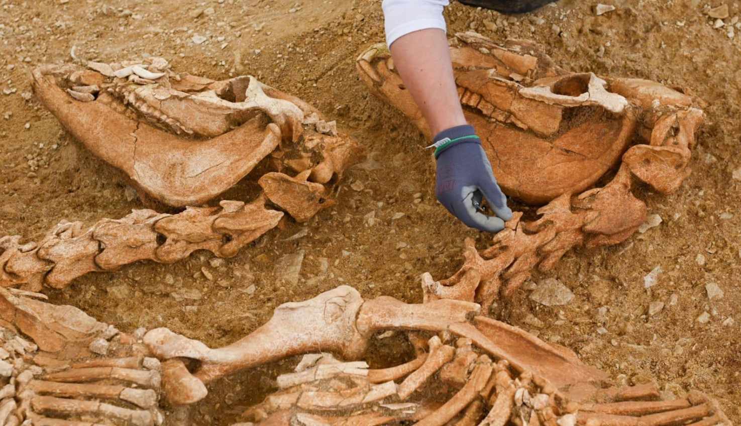 Возможно, галлы проводили особые ритуалы и жертвоприношения после побед над римлянами /  © Hamid Azmoun, Inrap