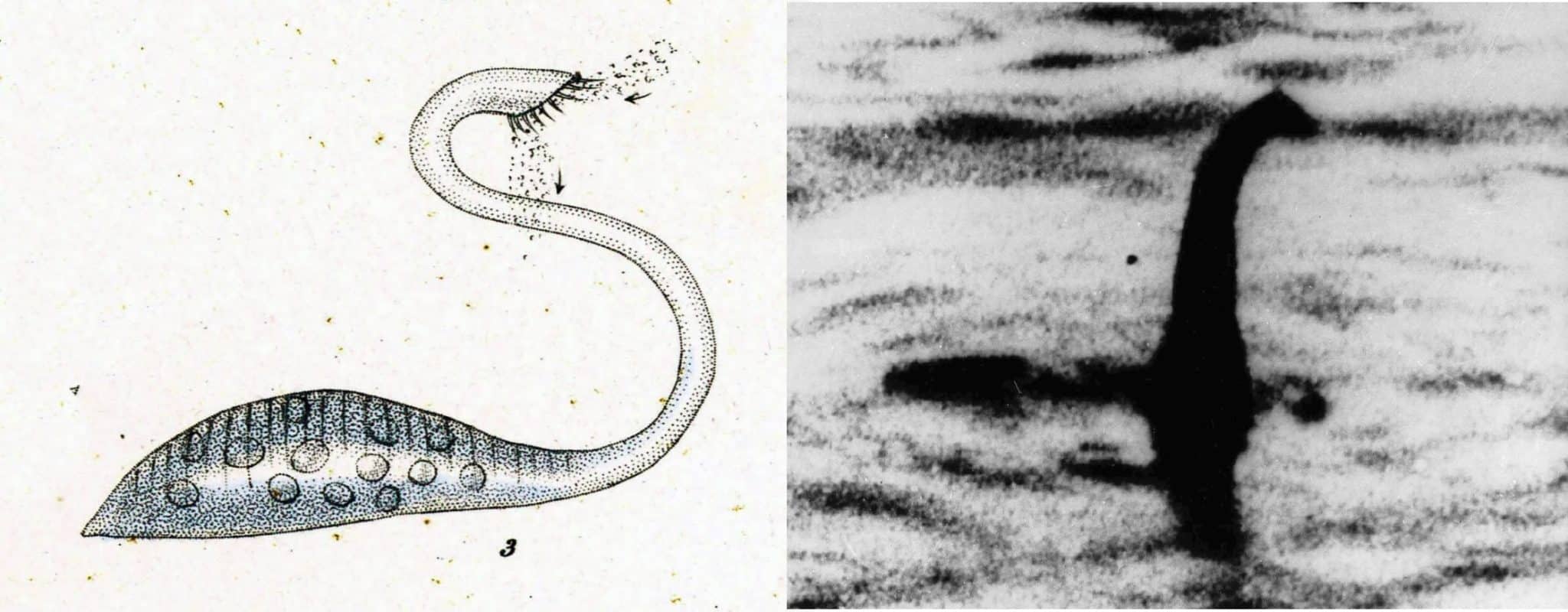 Инфузория Lacrymaria olor и лох-несское чудовище в представлении художника / © picabu, RNDDEM, The Irish Independent