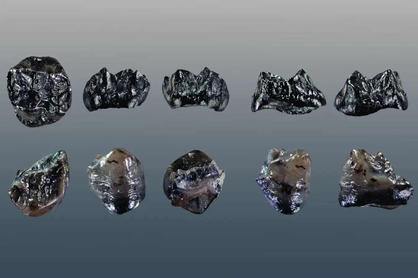 Останки Buronius manfredschmidi — самой маленькой из известных человекообразных обезьян / © Böhme et al., 2024, PLOS ONE, CC-BY 4.0